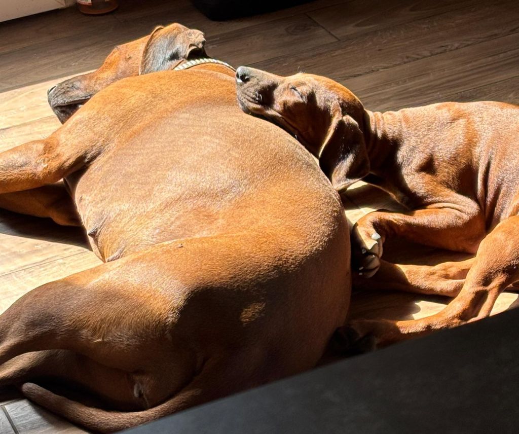 Une belle vie à tous mes loulous.