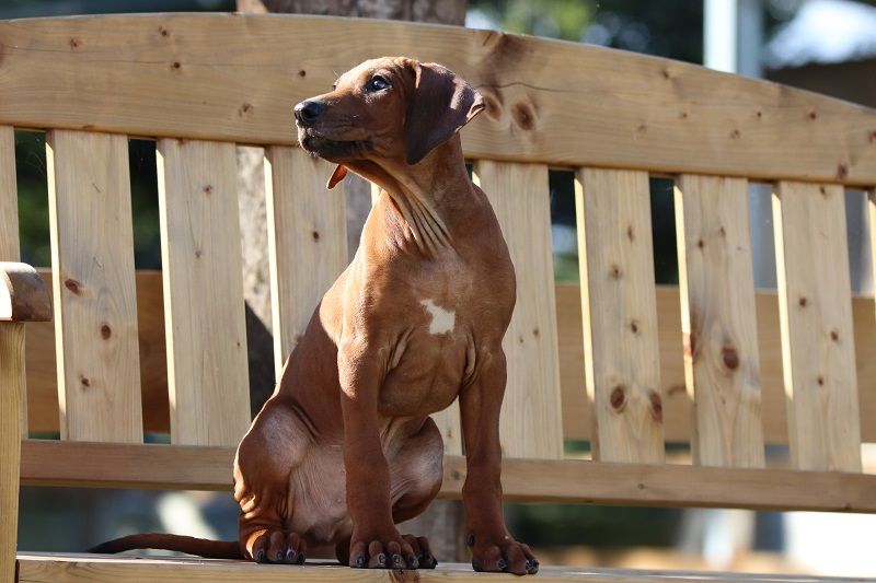 Livhest - Chiots disponibles - Rhodesian Ridgeback